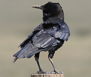 Kapkrähe (Corvus capensis)  Cape Rook or Black Rook